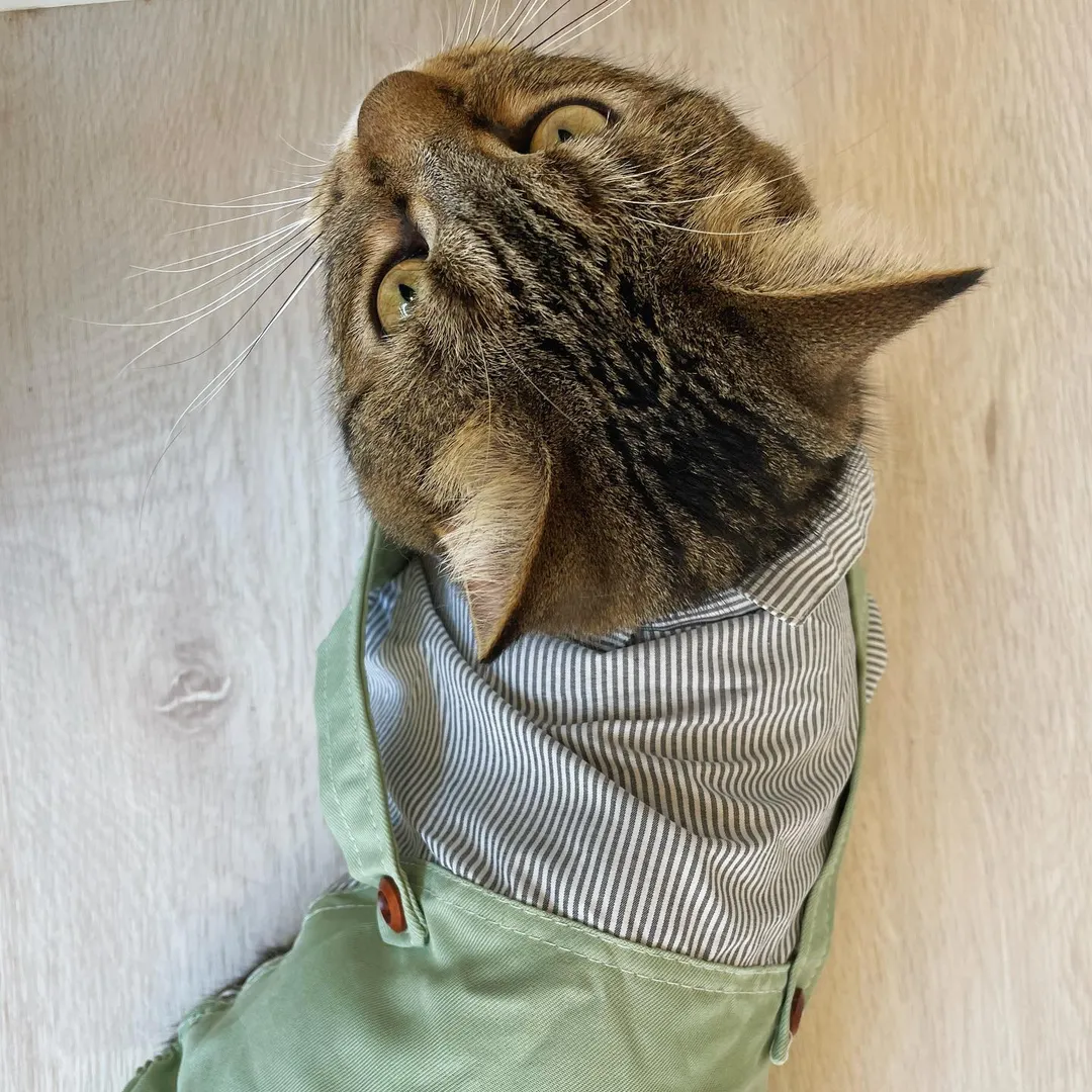 投稿の写真1