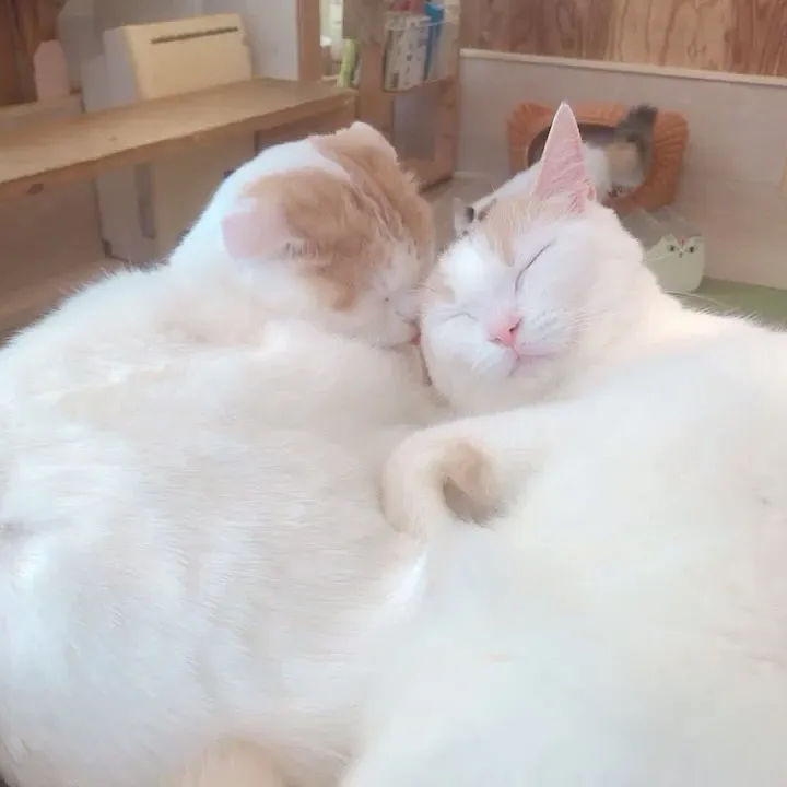 投稿の写真5