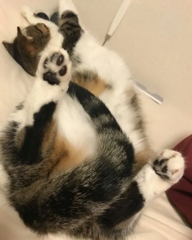 投稿の写真4