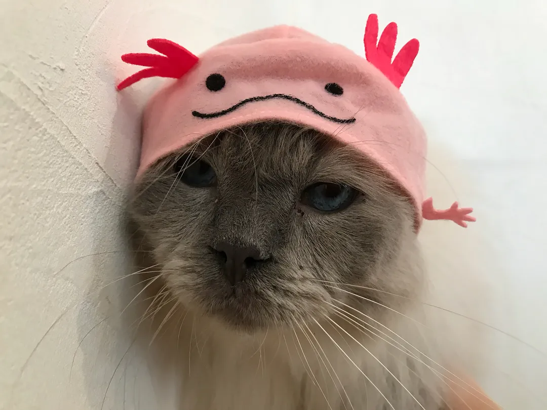 投稿の写真3