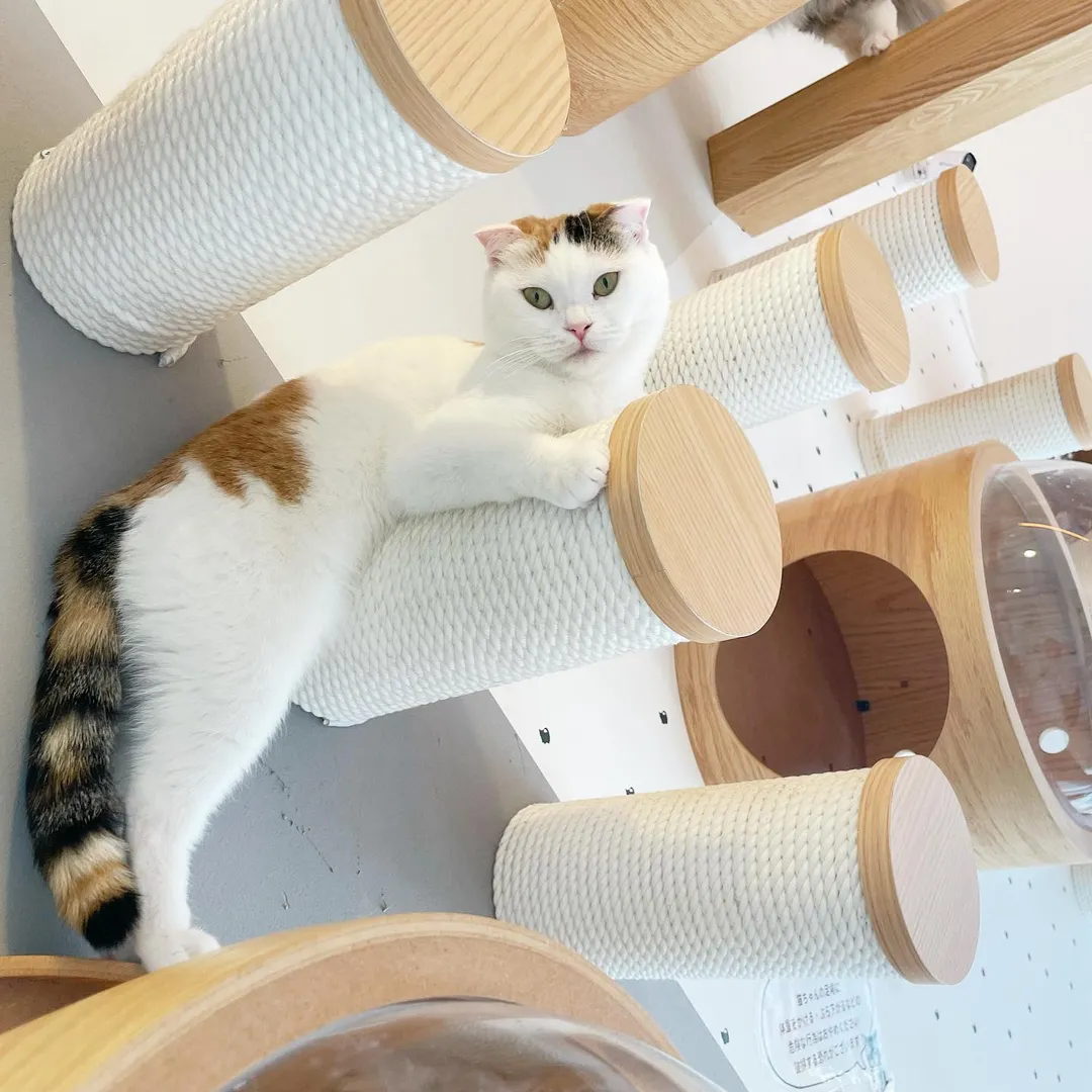 投稿の写真1