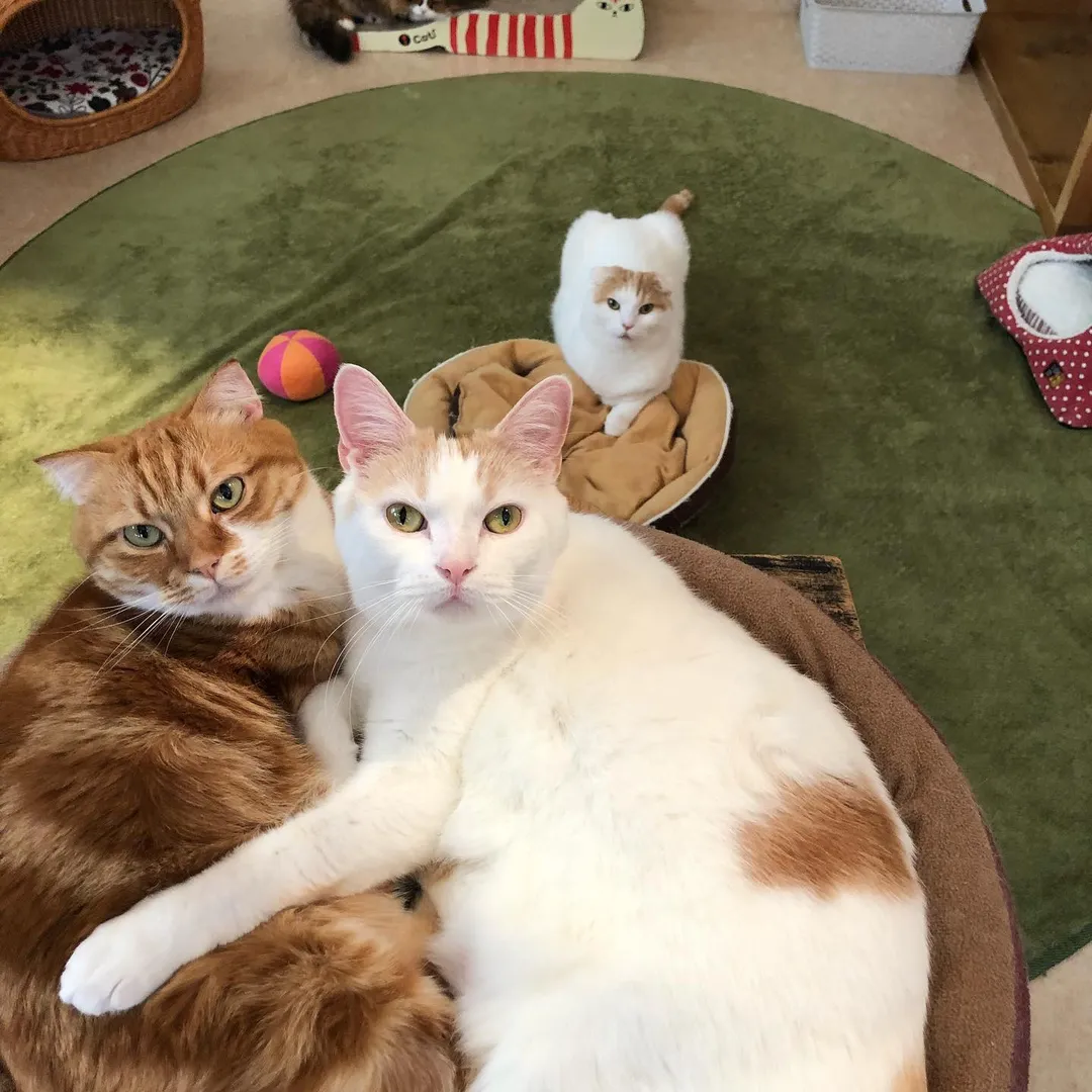 投稿の写真1