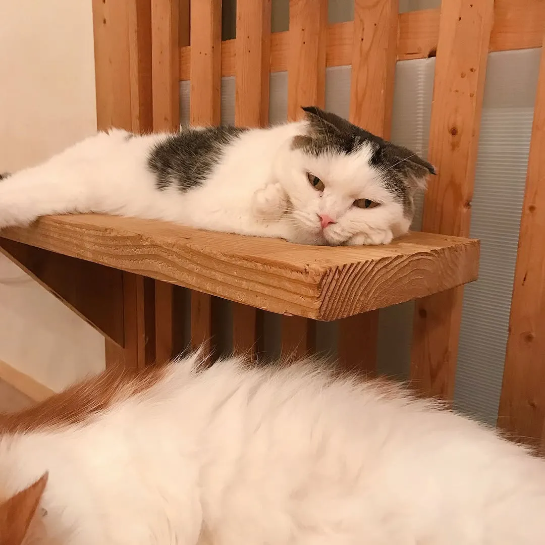 投稿の写真4