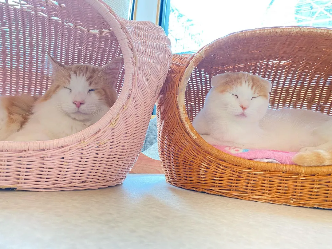 投稿の写真3