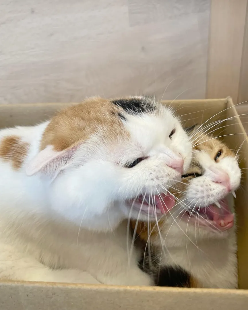投稿の写真1
