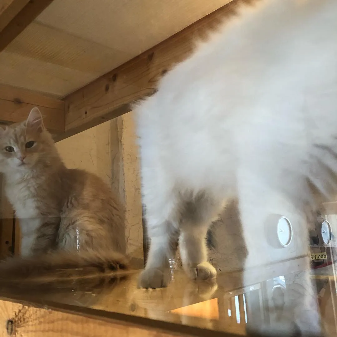 投稿の写真4