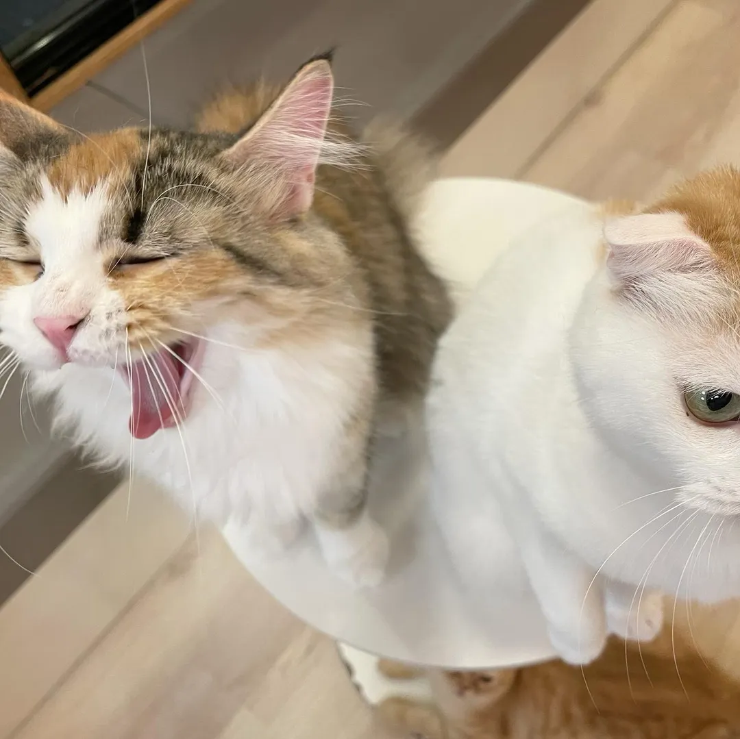 投稿の写真3