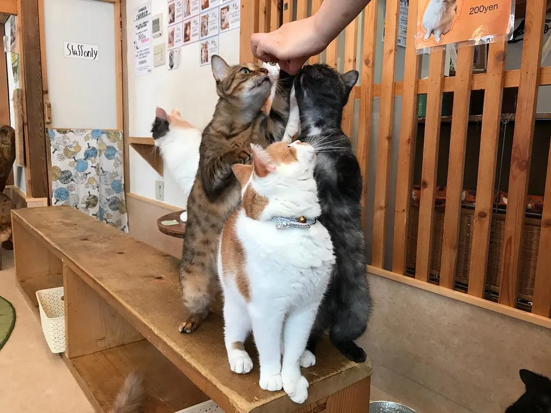 投稿の写真3