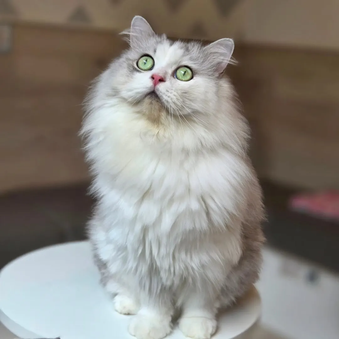 投稿の写真1