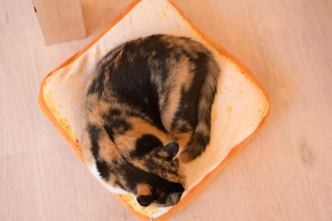 投稿の写真3