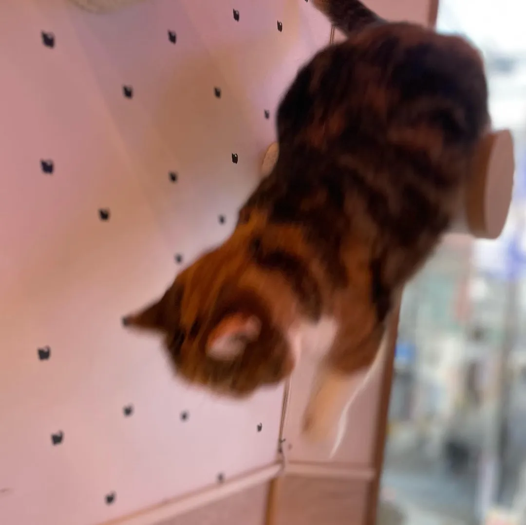投稿の写真5