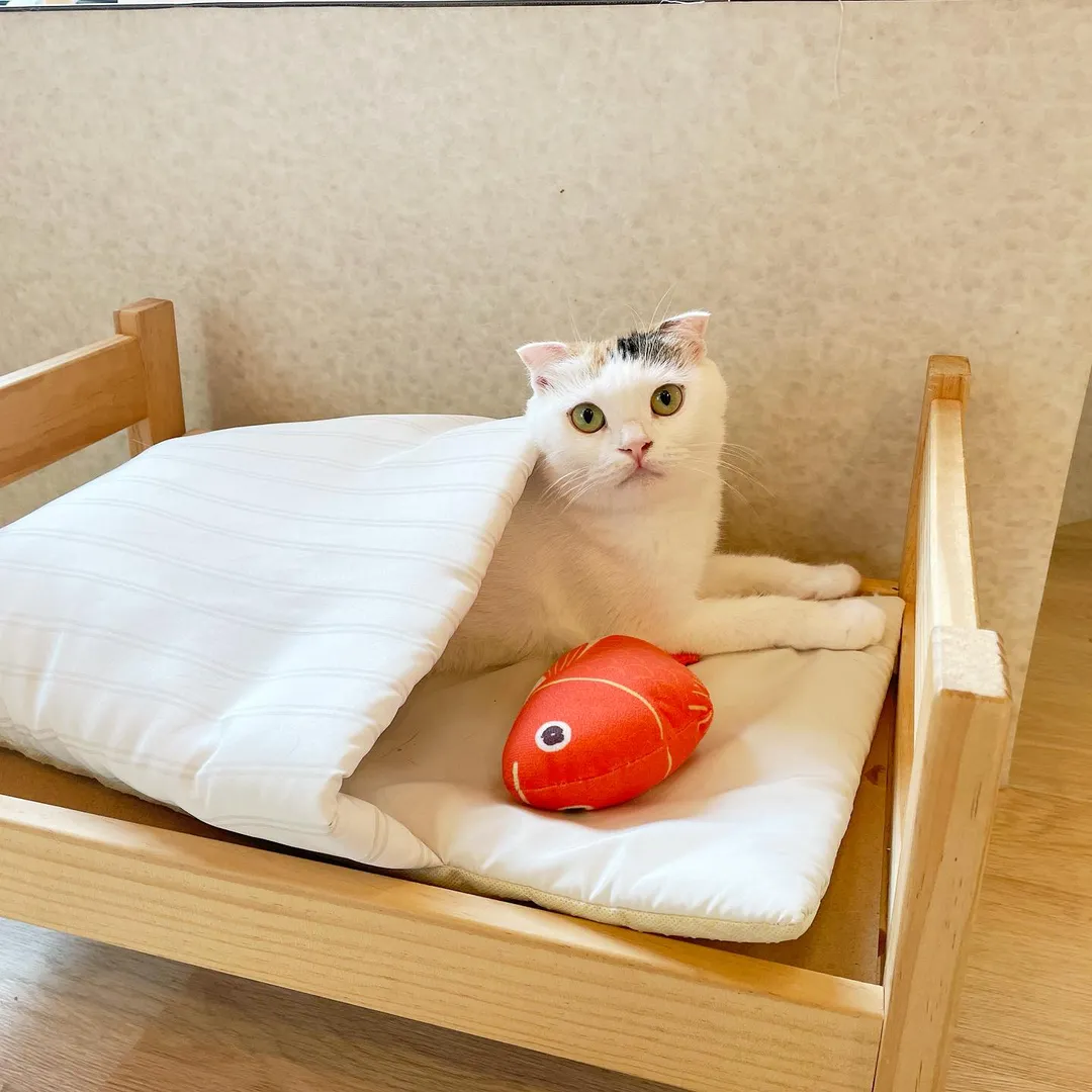 投稿の写真4