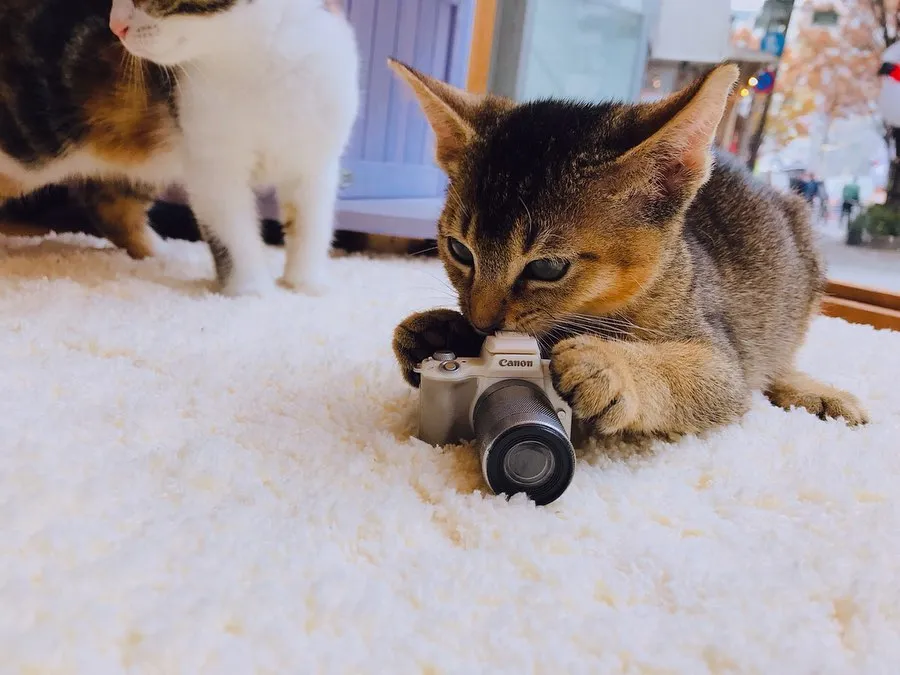投稿の写真2