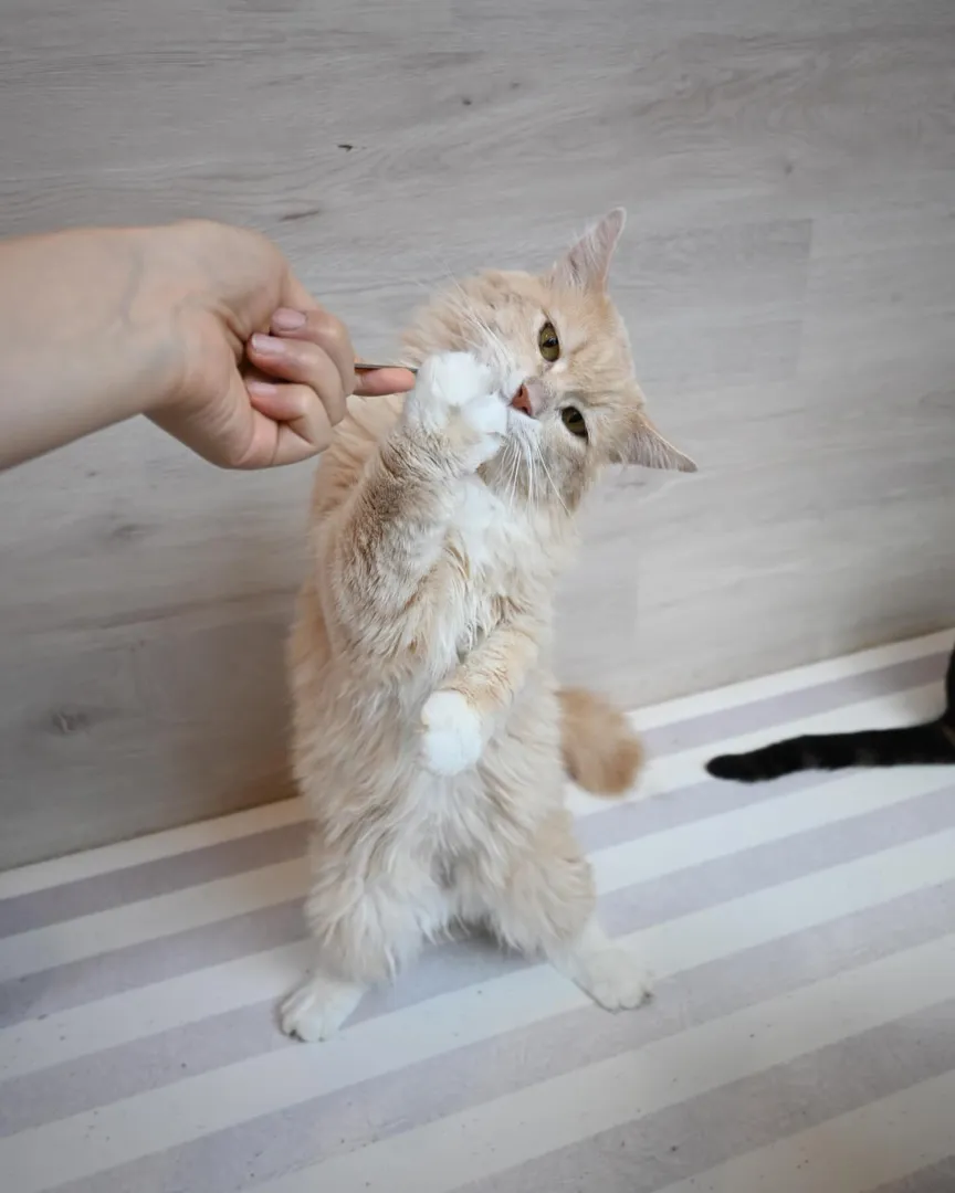投稿の写真3