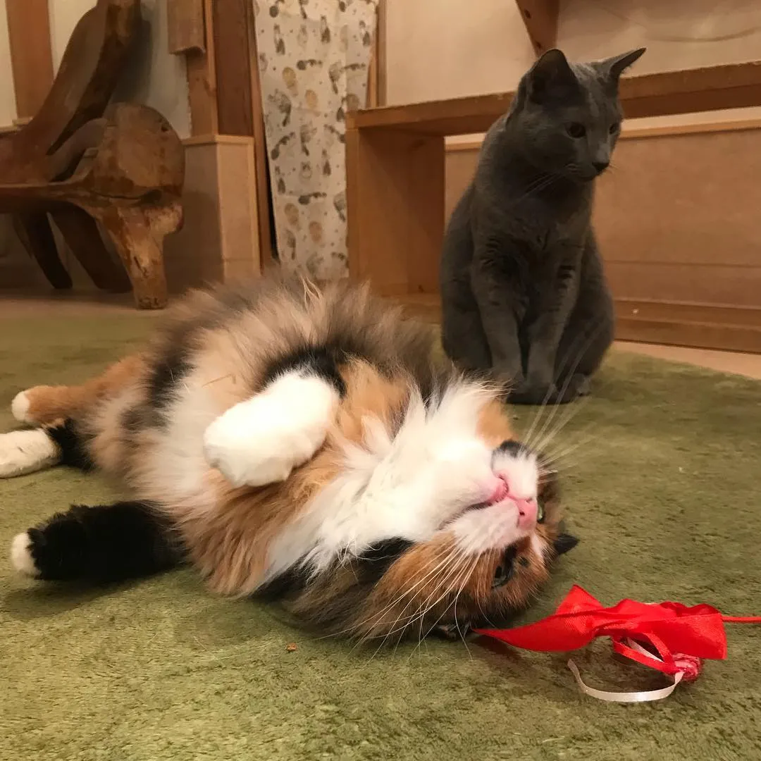 投稿の写真6