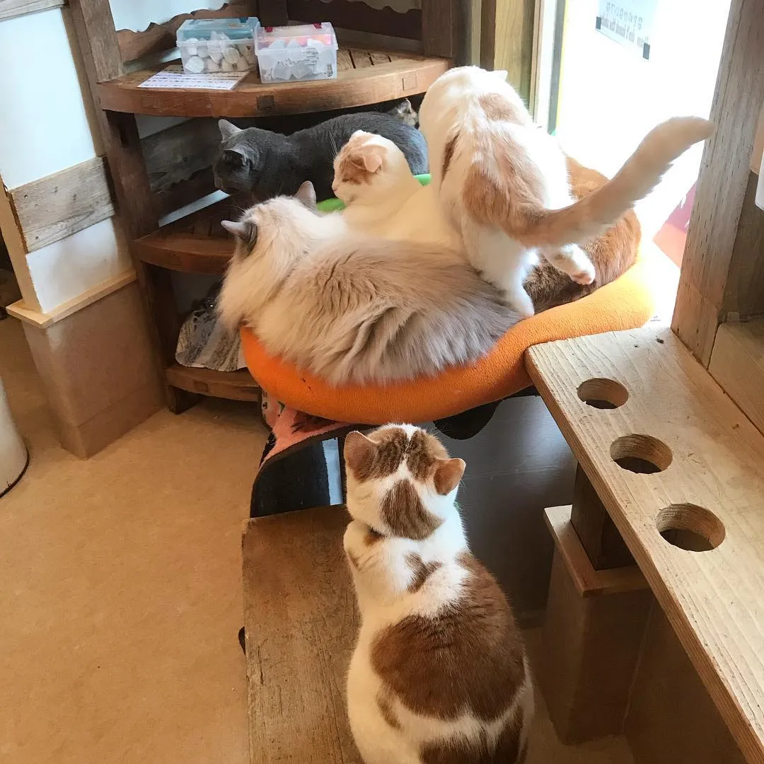 投稿の写真2