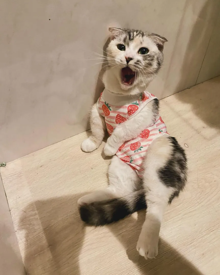 投稿の写真2