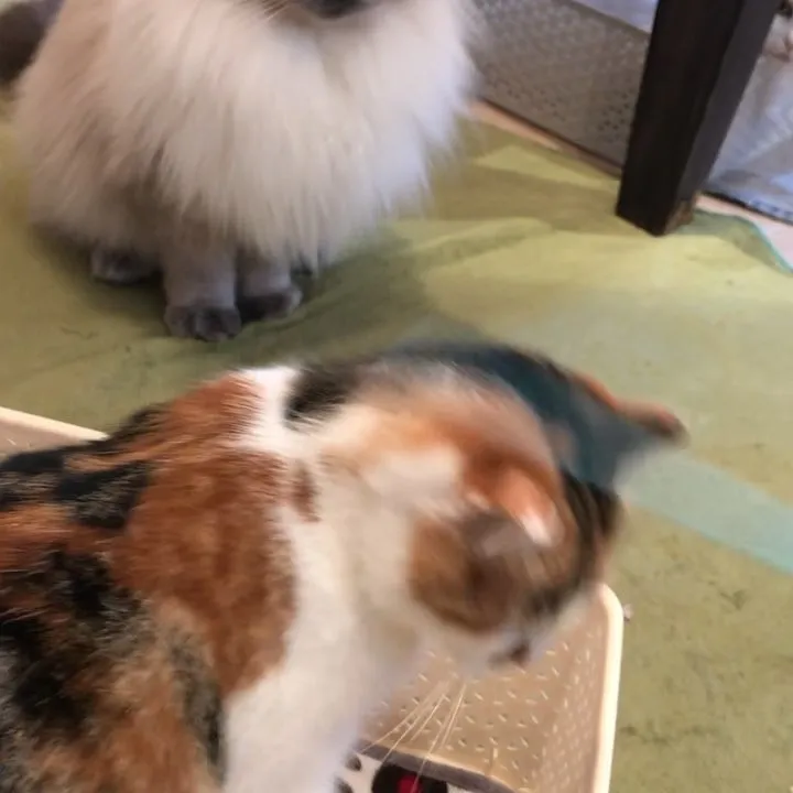 投稿の写真3