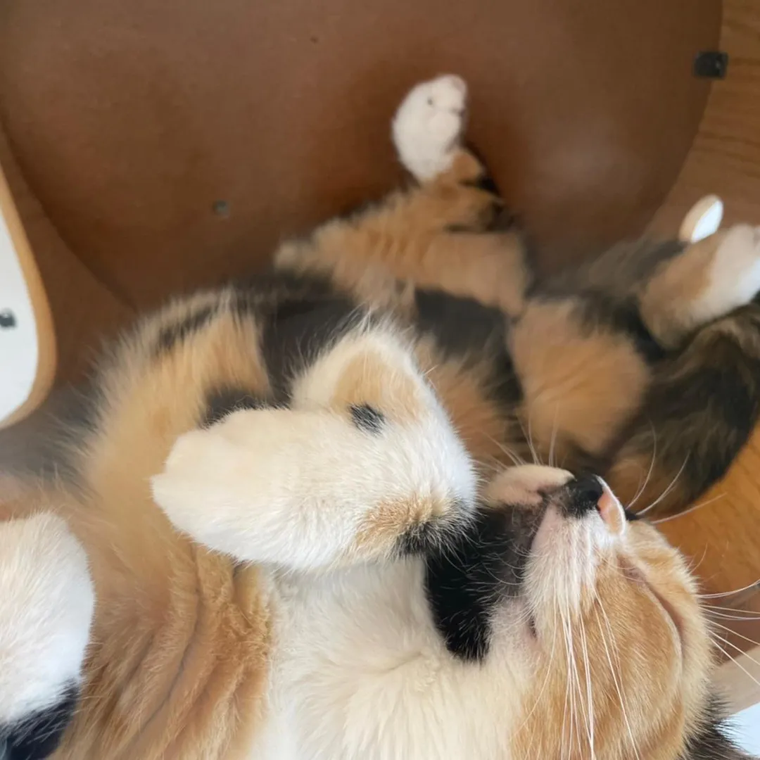 投稿の写真5