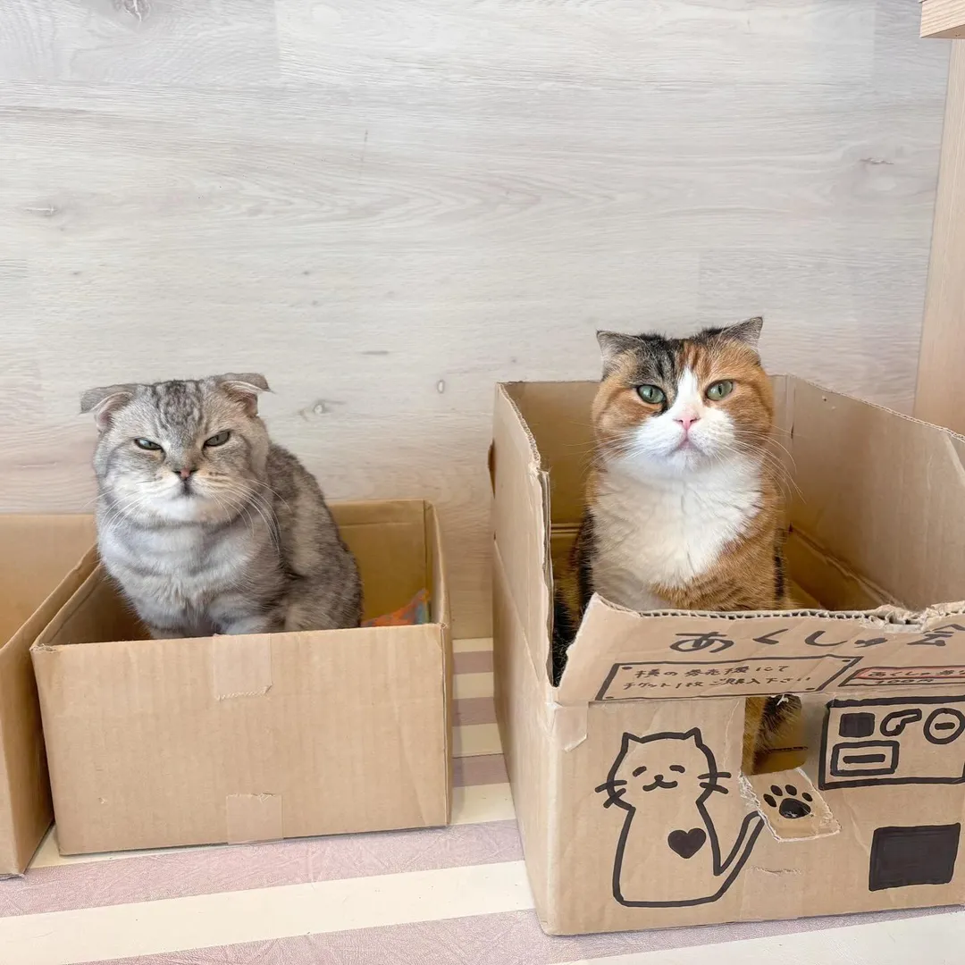 投稿の写真2