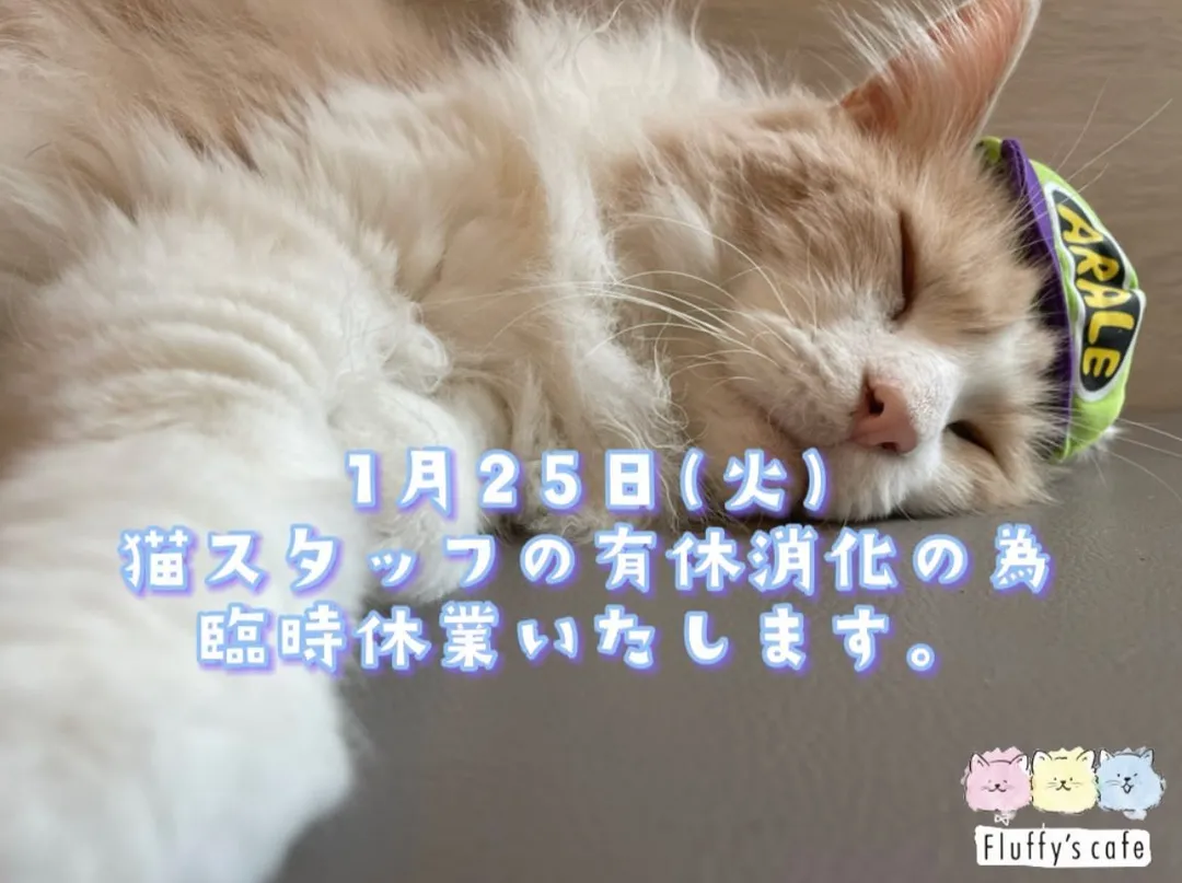 投稿の写真