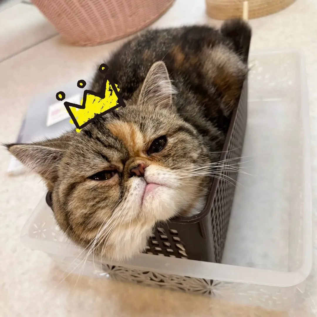投稿の写真1
