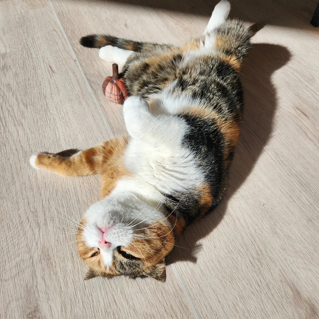 投稿の写真