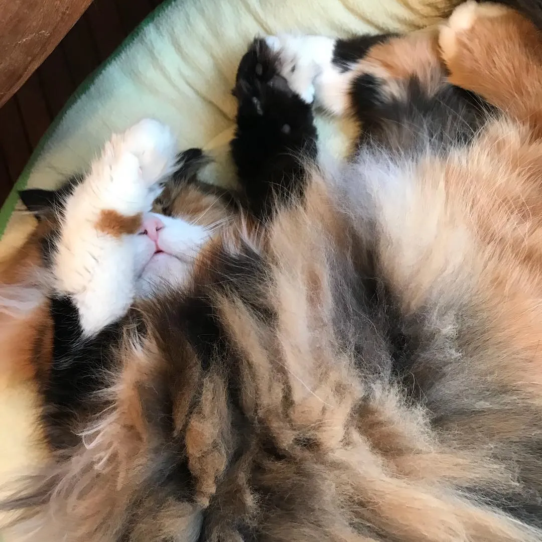 投稿の写真3