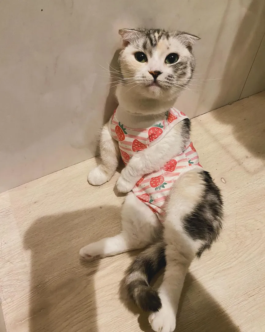 投稿の写真3