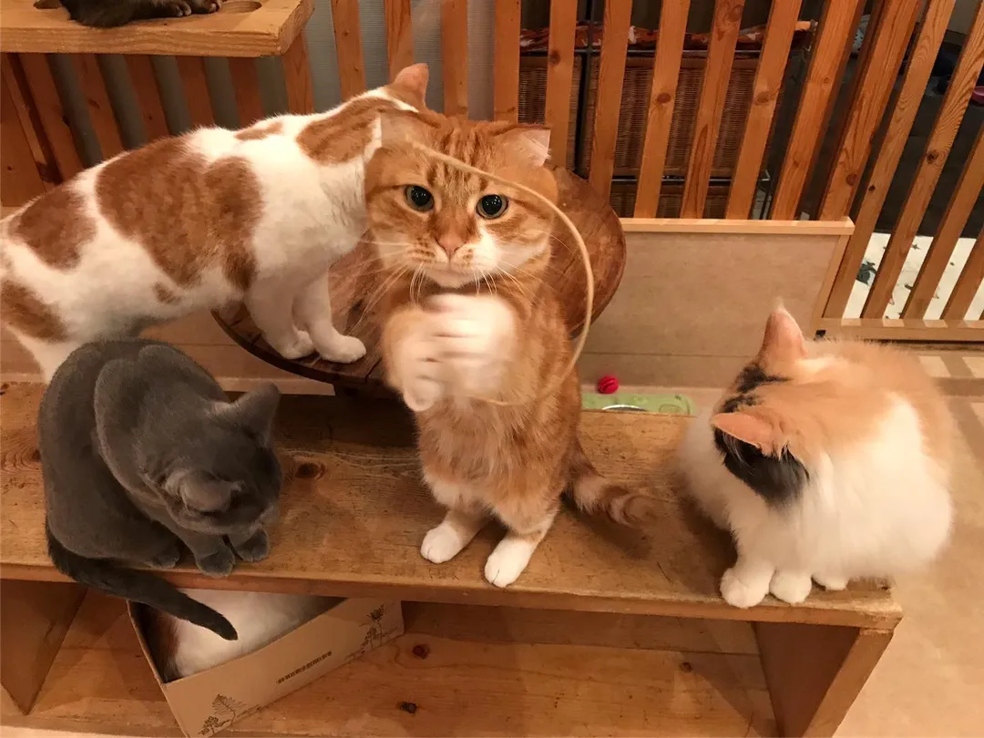 投稿の写真4