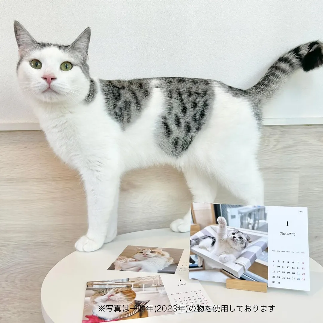 投稿の写真5