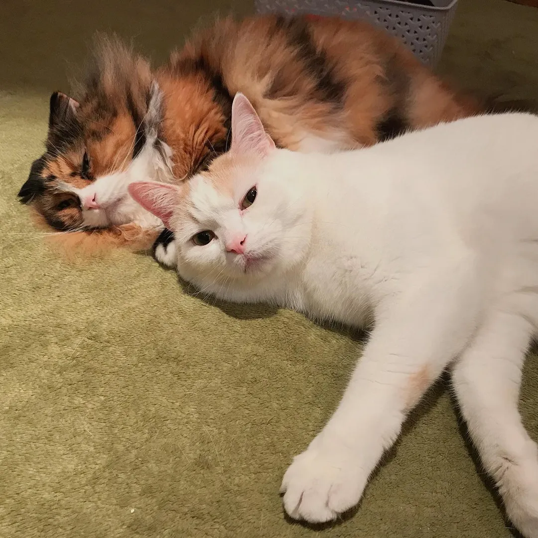 投稿の写真7