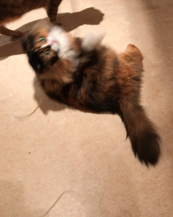 投稿の写真3