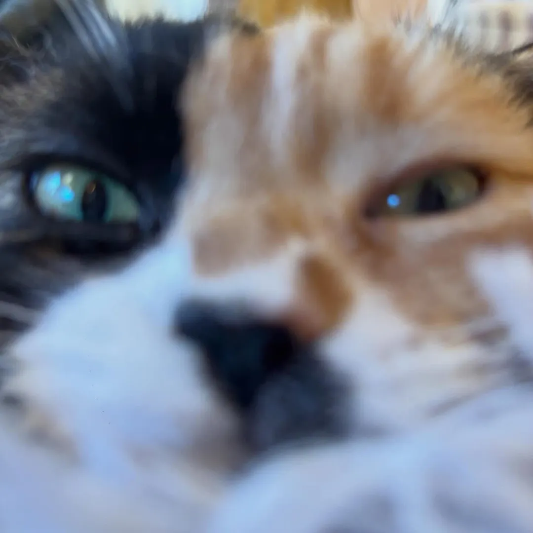 投稿の写真3