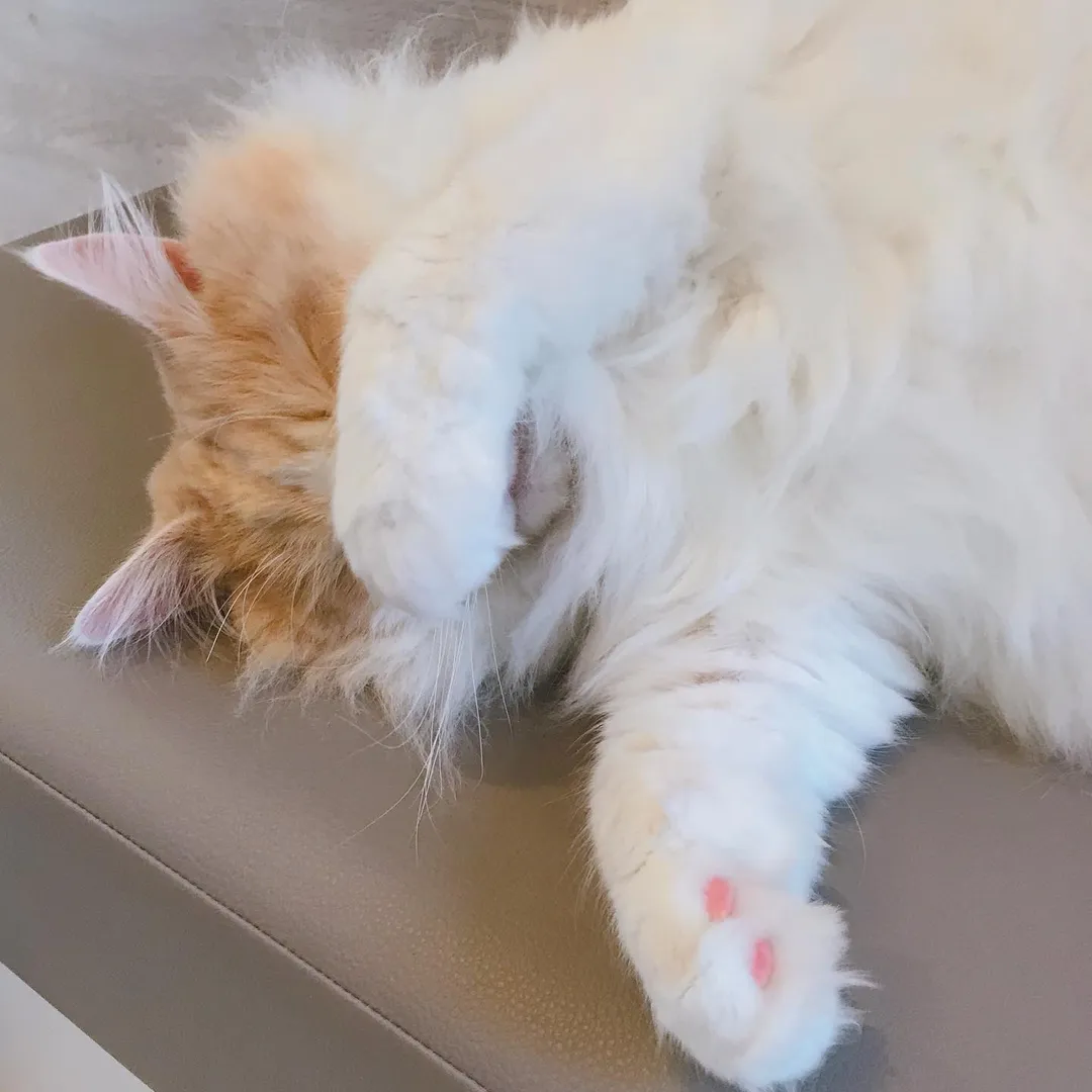 投稿の写真3