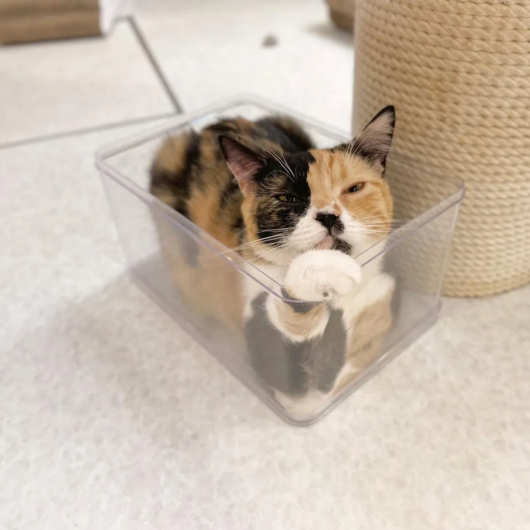 投稿の写真6