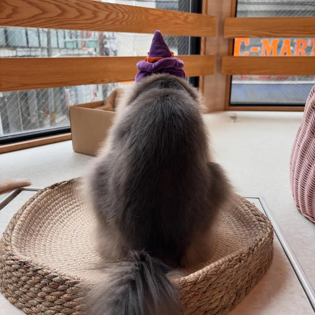 投稿の写真2
