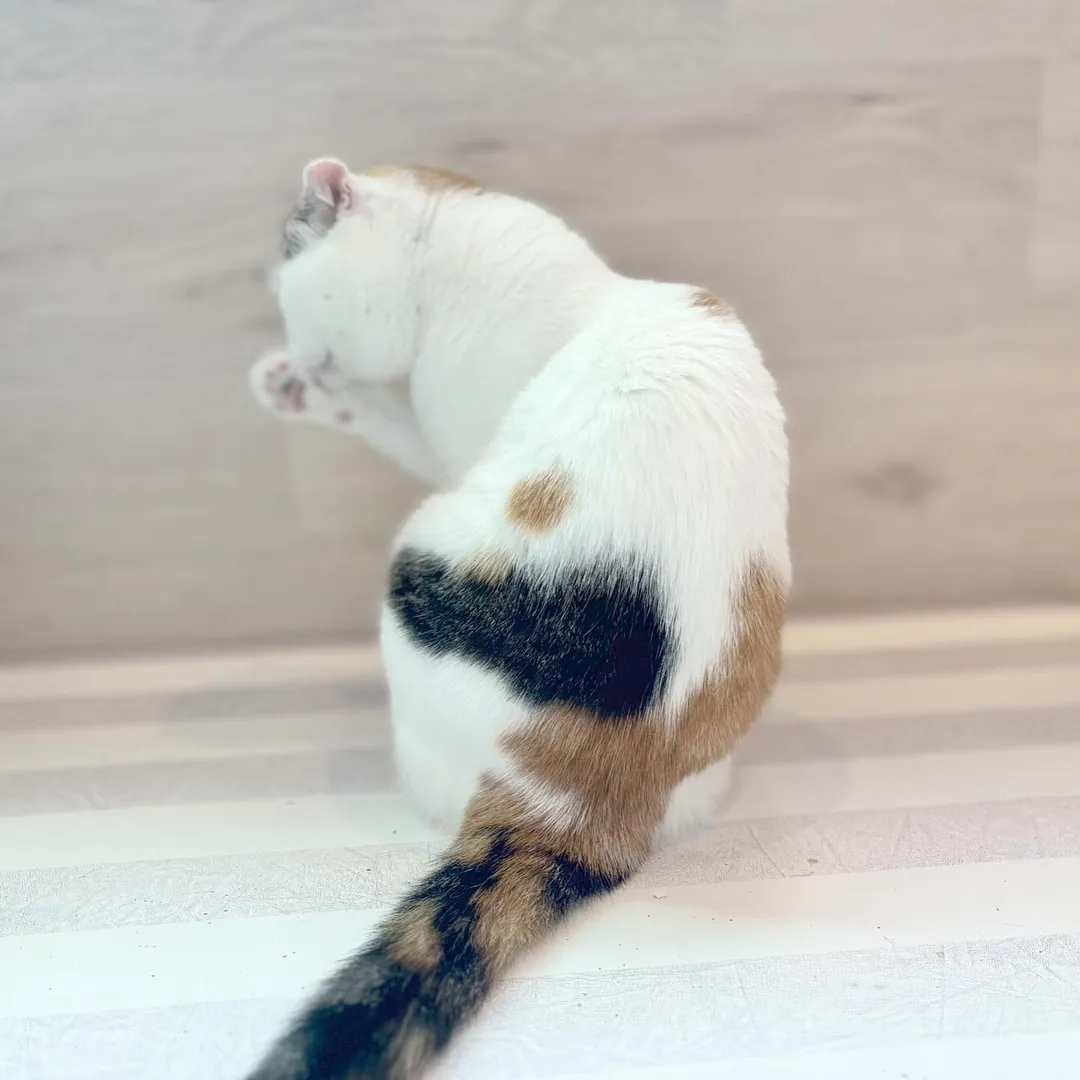 投稿の写真3