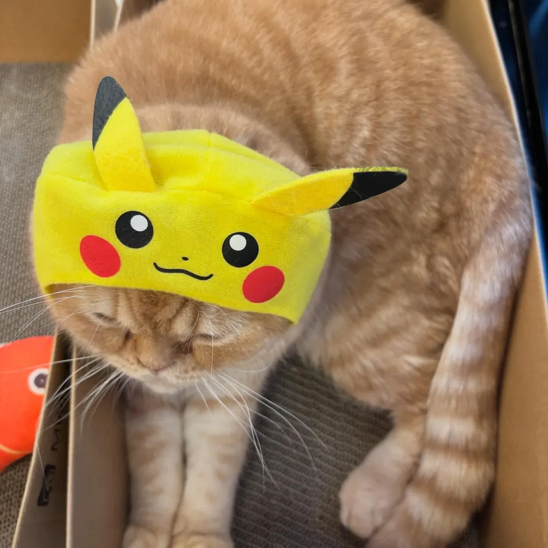投稿の写真3