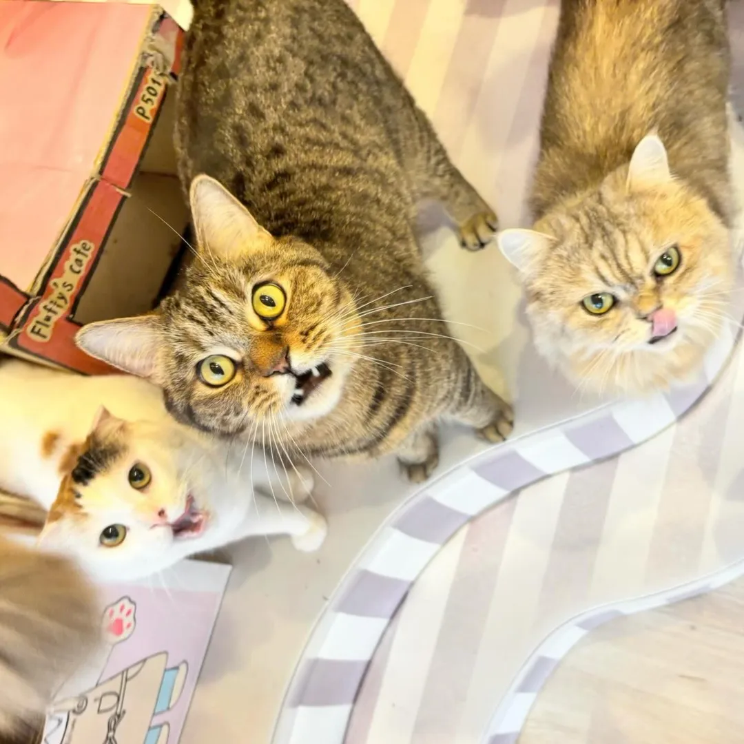 投稿の写真1