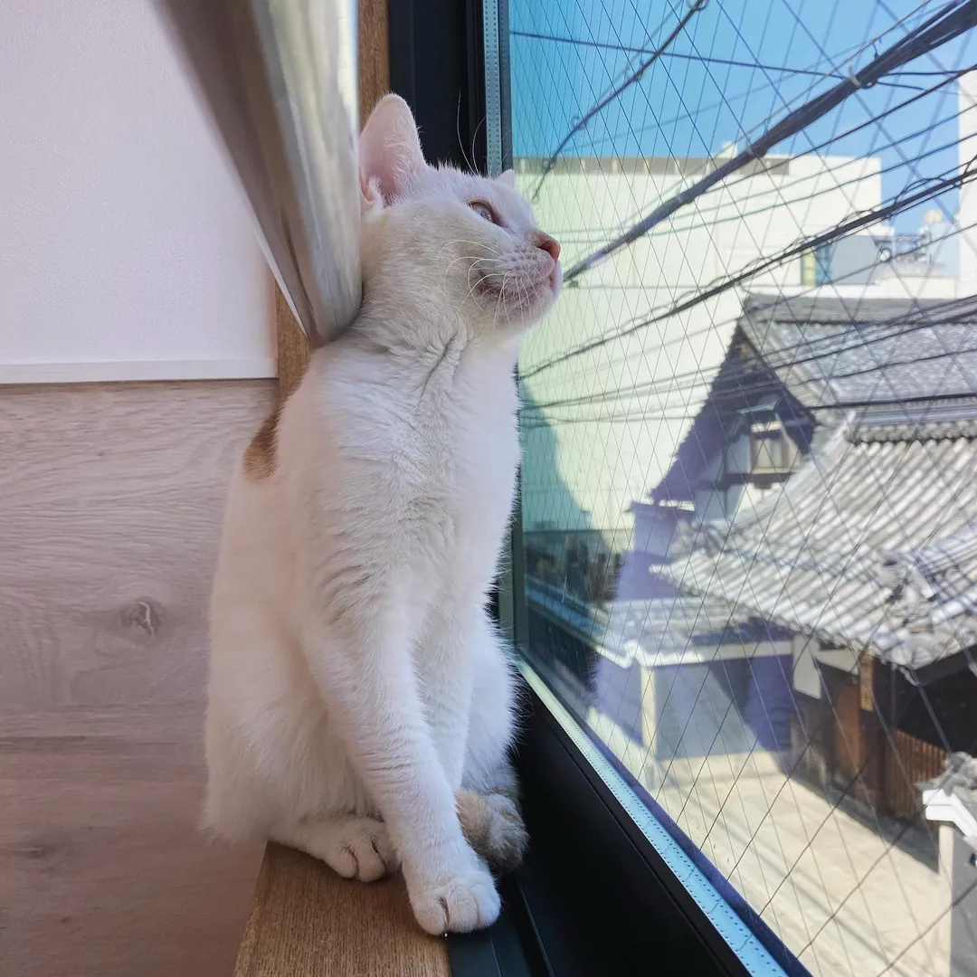 投稿の写真4