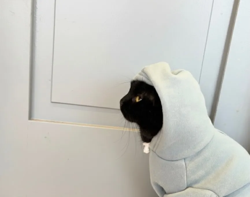 投稿の写真2