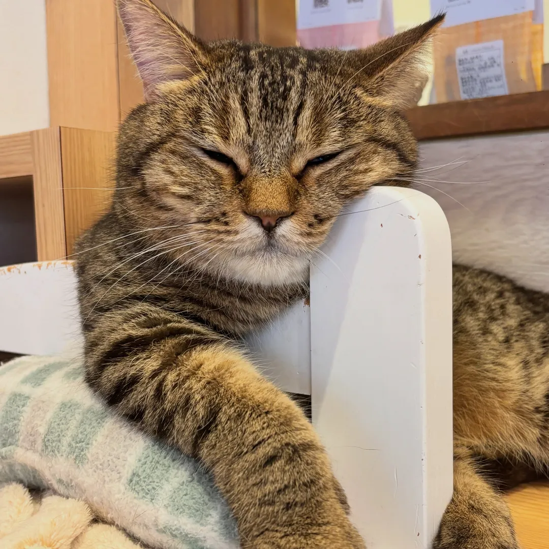 投稿の写真1
