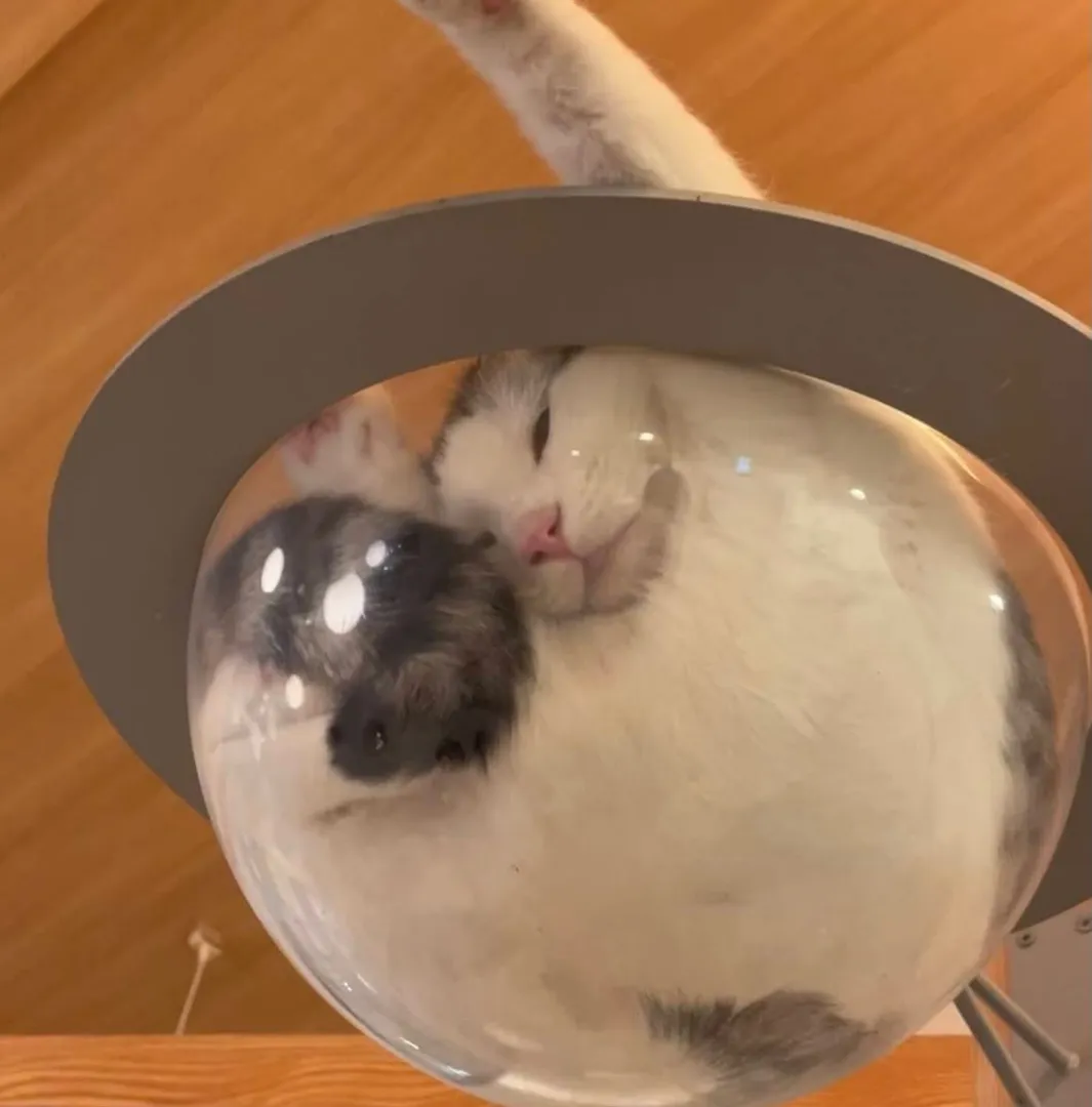 投稿の写真6