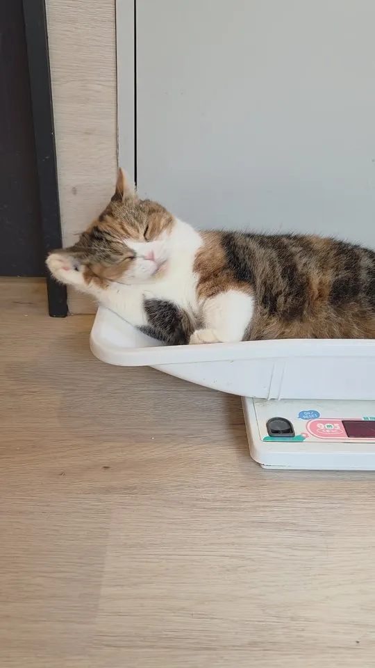 投稿の写真