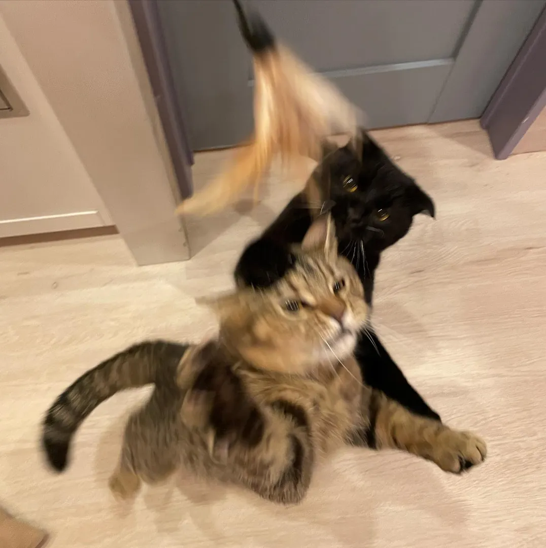 投稿の写真3