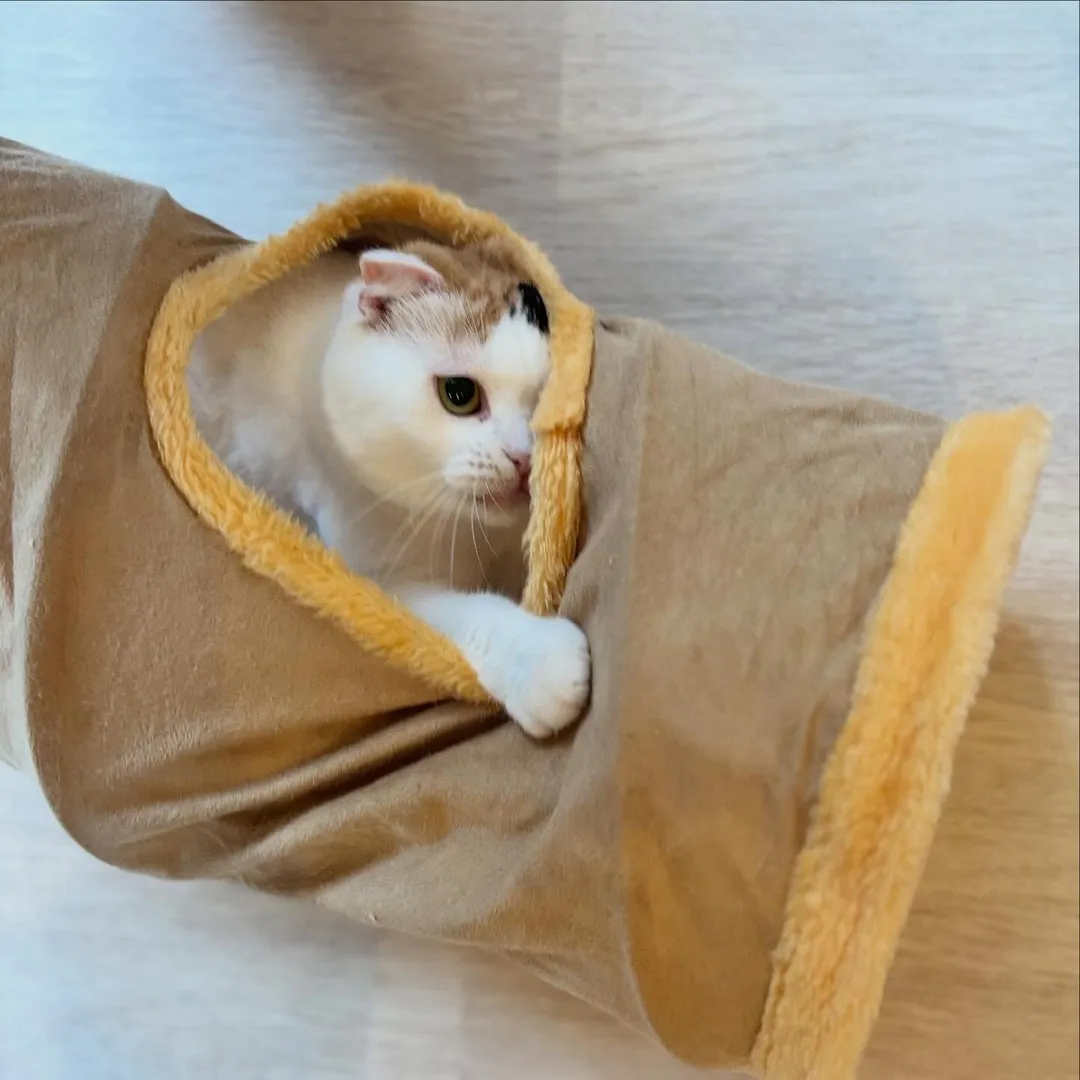 投稿の写真1