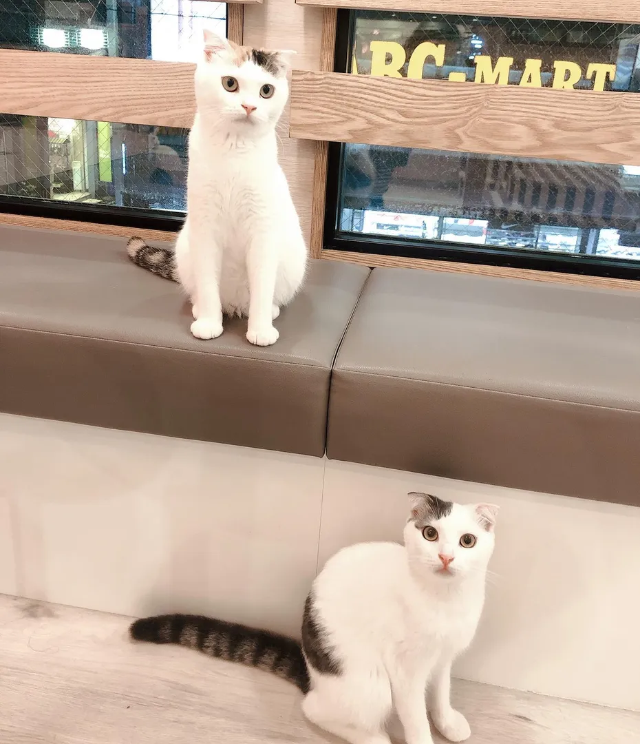 投稿の写真3