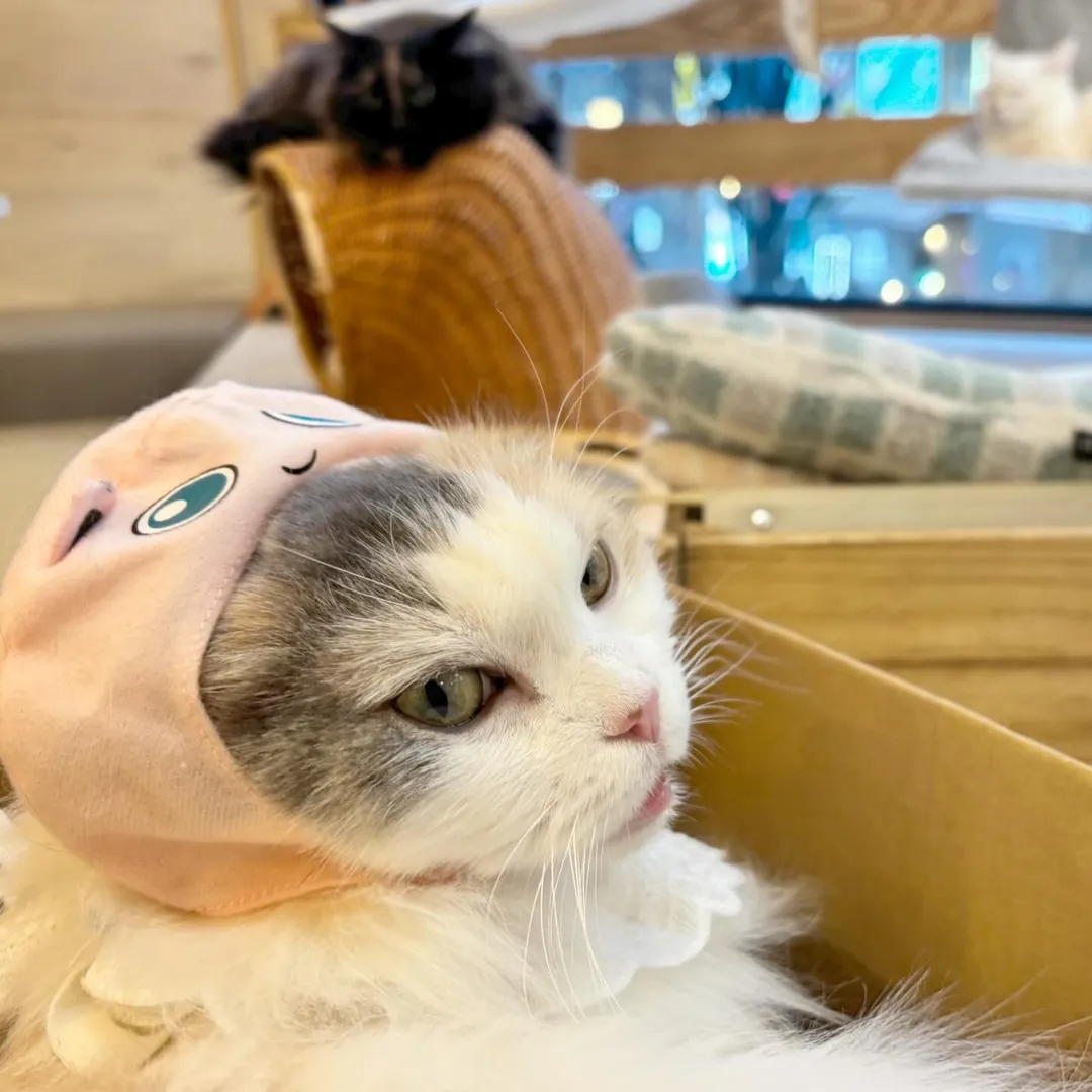 投稿の写真2