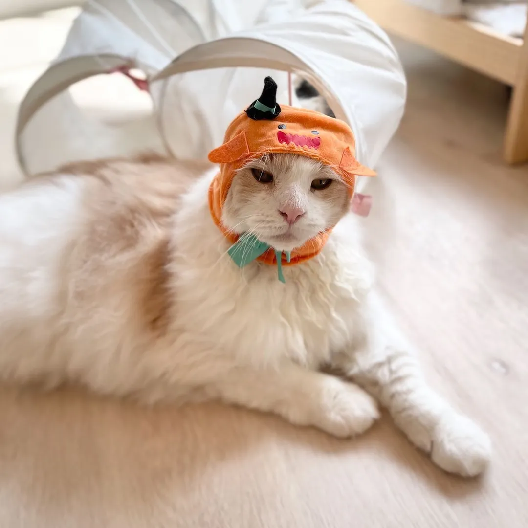 投稿の写真5